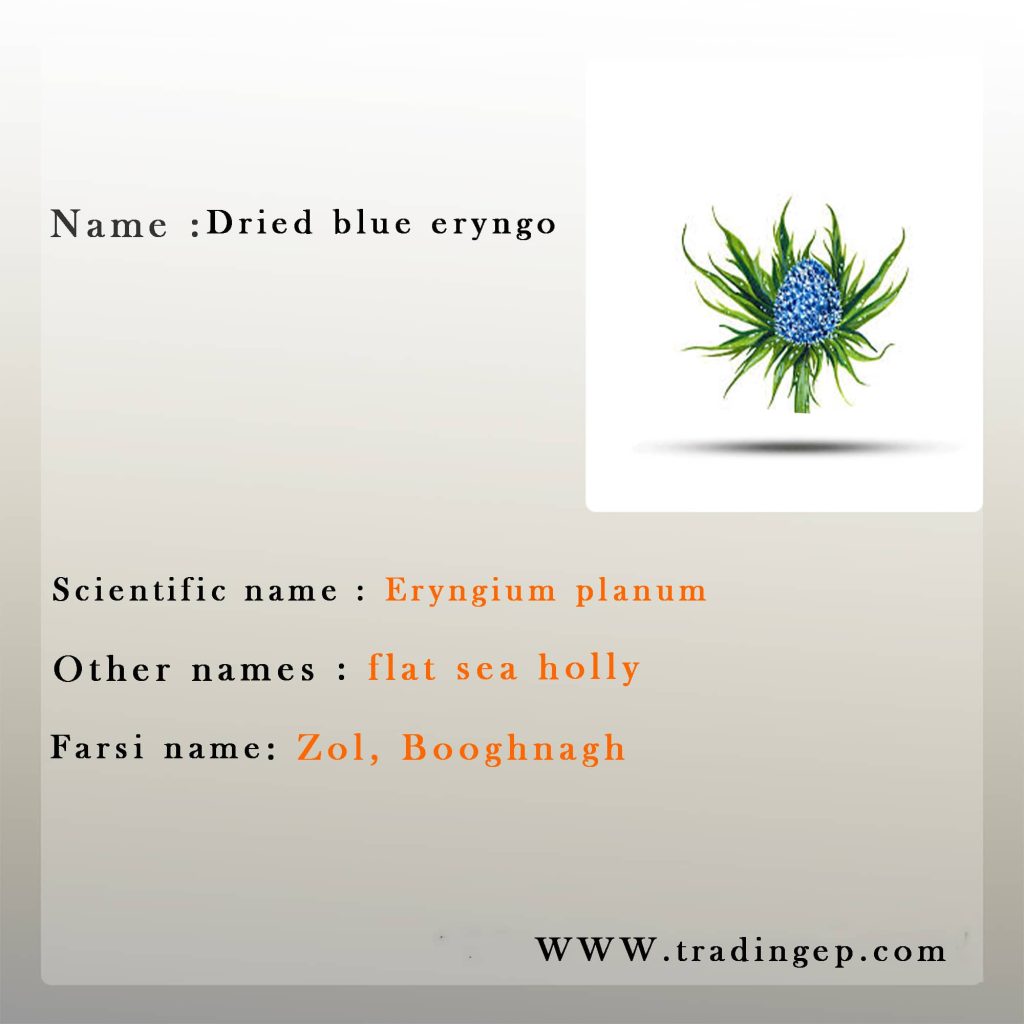 Dried blue eryngo